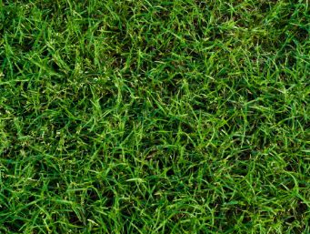Green Grass