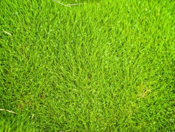 Green Grass