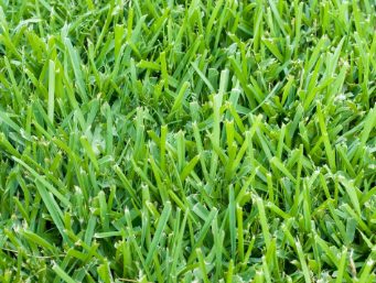 Green Grass