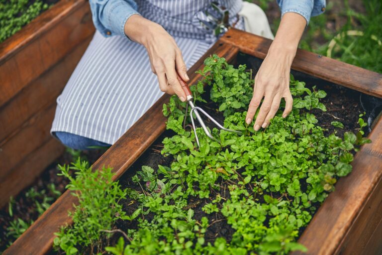 garden bed