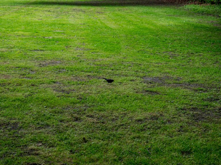 Patchy Grass